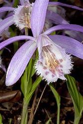 pleione formosana thumbnail graphic